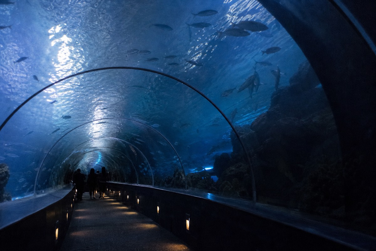 SEA LIFE London + London Eye Combo